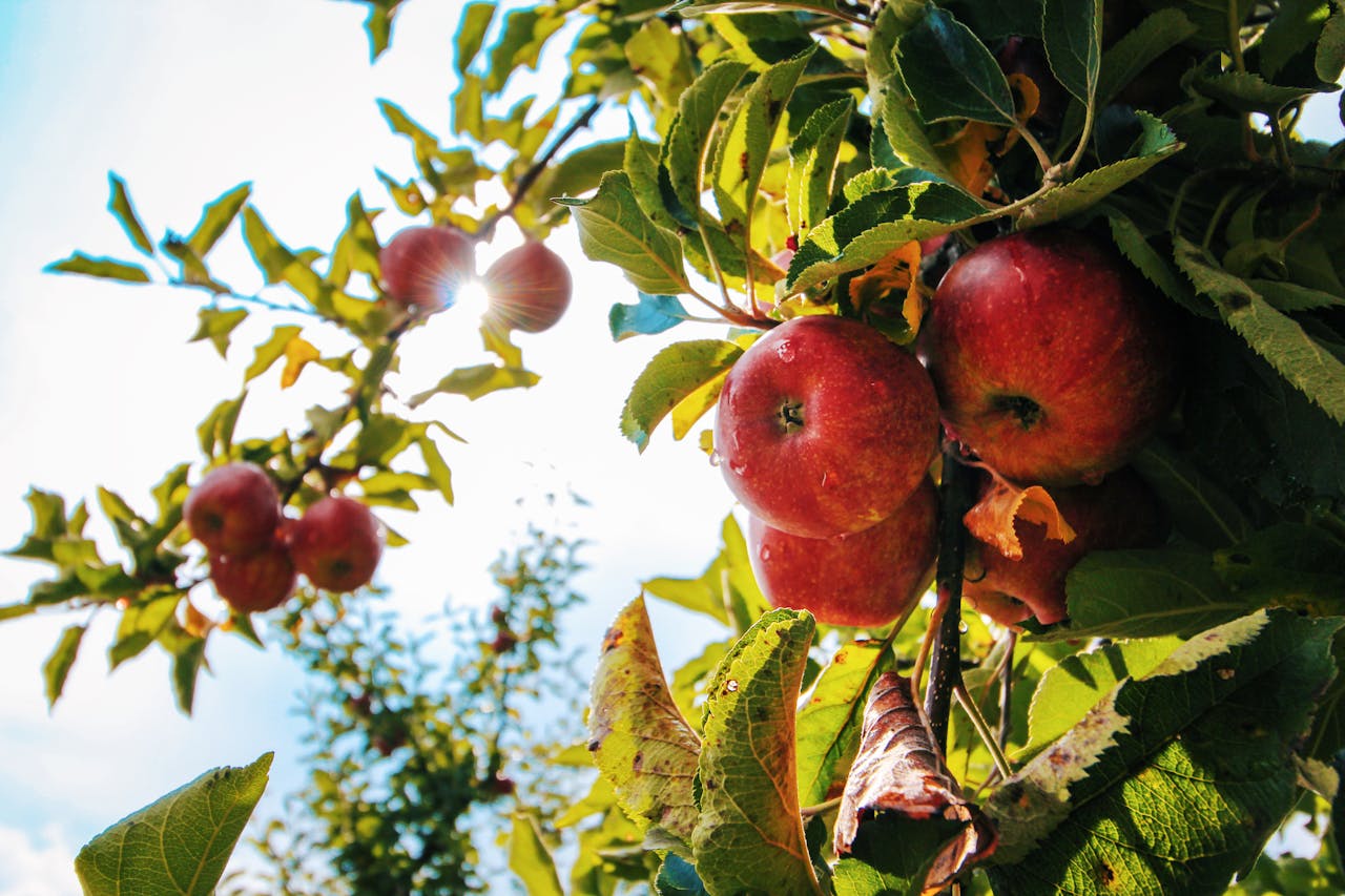 Vibrant red apples glistening with dewdrops hang from a branch in a sunlit orchard.